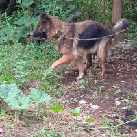 ژرمن شیپر ماده.االان چاق تره عکس برای ۳ماه قبله