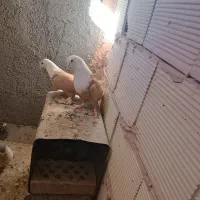 یه جفت کله سفید به شرط