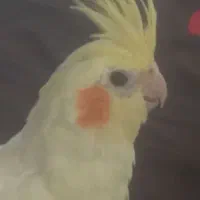 عروس هلندی مولد لوتیتو ودوکت گرینویچک