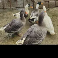 غاز خاکستری