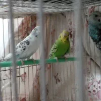 مرغ عشق|پرنده|تربت‌حیدریه, منظر|دیوار