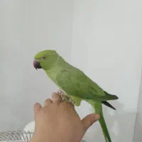 طوطی ملنگو ماده سخنگو و دستی