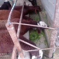 گوسفند افشاری|حیوانات مزرعه|گمیشان, |دیوار