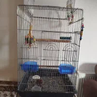 طوطی ملنگو همراه قفس|پرنده|همدان, |دیوار