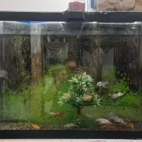 آکواریم،همراه ماهی کوی و تصویه سامپ