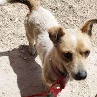 سگ شیتزو پاکوتاه