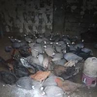 بیست تا شاخک دانه ای پانصد به فروش می رسد|حیوانات مزرعه|نیمروز, |دیوار