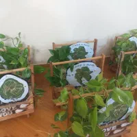 ست باکس گل طبیعی مناسب روز مادر