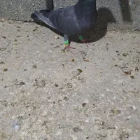 کبوتر پلاکی سپیدان|پرنده|همایجان, |دیوار