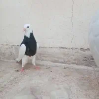 جوجه طوقی|پرنده|اصفهان, سرشبادران|دیوار