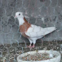 طوقی نر زرد