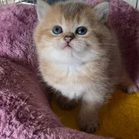 بریتیش های اصیل و غبغب دار