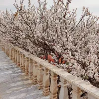 باغ خانوادگی دنج و مناسب طبیعت گردی