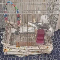 عروس هلندی وایت فیس فول سخنگو