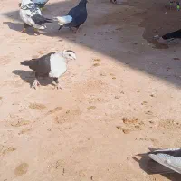 ۳۰تا رنگی همه نر|پرنده|شوش, |دیوار