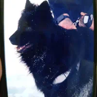 ژرمن|سگ|ماکو, |دیوار