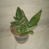 گل سانسوریا پاکوتاه|گل و گیاه طبیعی|فولادشهر, مسکن مهر فولادشهر|دیوار