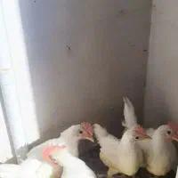 فروش چند عدد واروک توافقی
