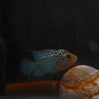 ماهی فلاور کامفا|ماهی|تهران, دریا|دیوار