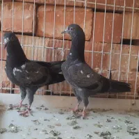 چند جفت تیدی