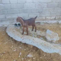 بز.|حیوانات مزرعه|خرم‌آباد, |دیوار