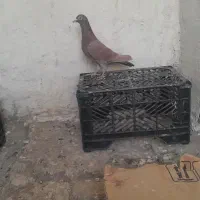 کفتر پرشی دوکت .پلاکی.تهرونی. زاغ.سرور