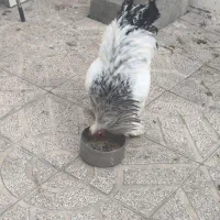 تخم مرغ نطفه دار برهما لایت