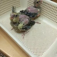 جوجه ی عروس هلندی