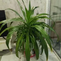 گل اشک ملکه