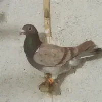 طاووسی|پرنده|تربت‌حیدریه, حیدرآباد|دیوار