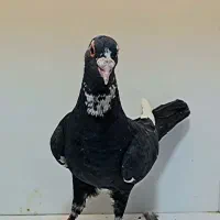 ماده پلنگ