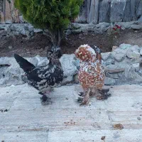 مرغ تخم گذار لهستانی پاپر کاکلی