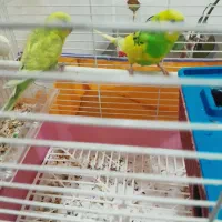 مرغ عشق اسطوره