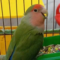 طوطی برزیلی نر