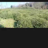 باغ-چایی