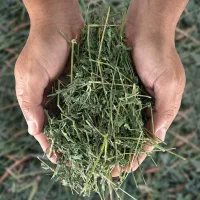 یونجه بدون علف و خشک