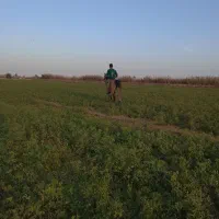 مادیون حامله|اسب و تجهیزات اسب‌سواری|شوشتر, |دیوار