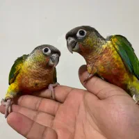 گیرینچیک سرلاکی و دونخور