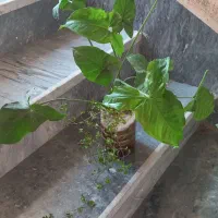 زیبا گل|گل و گیاه طبیعی|اسلامآباد غرب, |دیوار