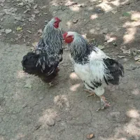 خروس لاری|حیوانات مزرعه|ماکلوان, |دیوار