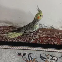 عرروس هلندی