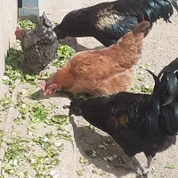 خروس سمانی و مرغ تخمگزار