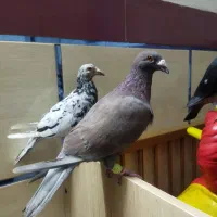 کبوتر قرمزی نر مست