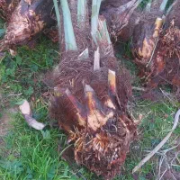 پاجوش|گل و گیاه طبیعی|کرخه, |دیوار