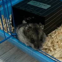 همستر بند انگشتی|موش و خرگوش|سلماس, |دیوار