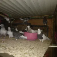 کبوتر نژاد دارد معاوضه|پرنده|سقز, |دیوار