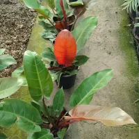 انواع گل ها آپارتمانی بیرونی|گل و گیاه طبیعی|نیشابور, ناسیونال|دیوار