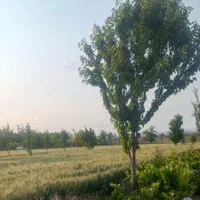 زمین باغ ی