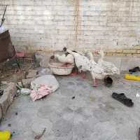 غاز خانگی|حیوانات مزرعه|آبادان, |دیوار