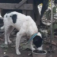 واگذاری رایگان سگ